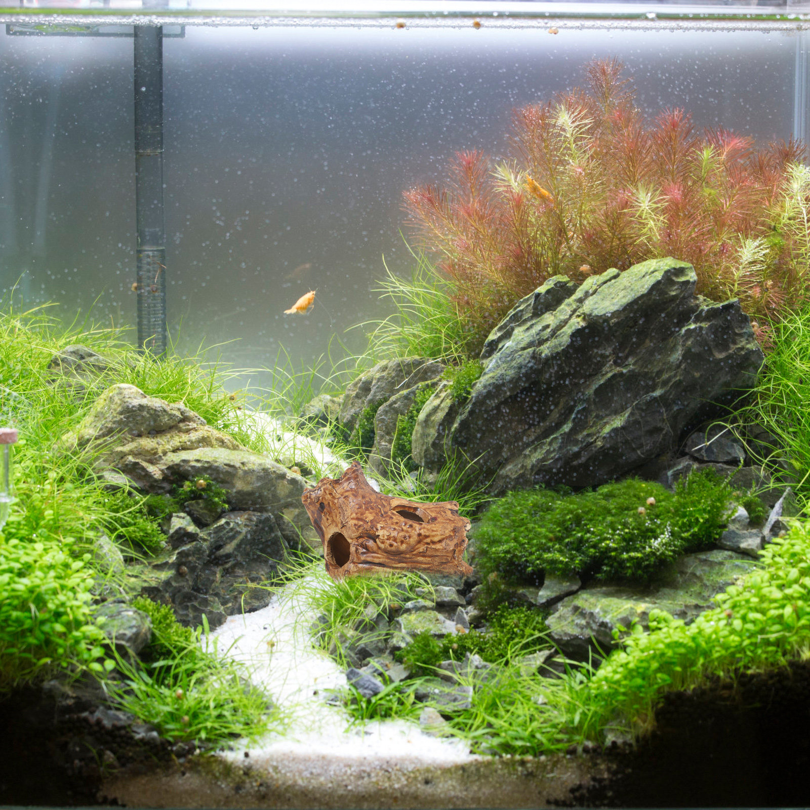 Ceramic Pleco Caves for Aquari – Hide Cave Ceramic recenzja i cena