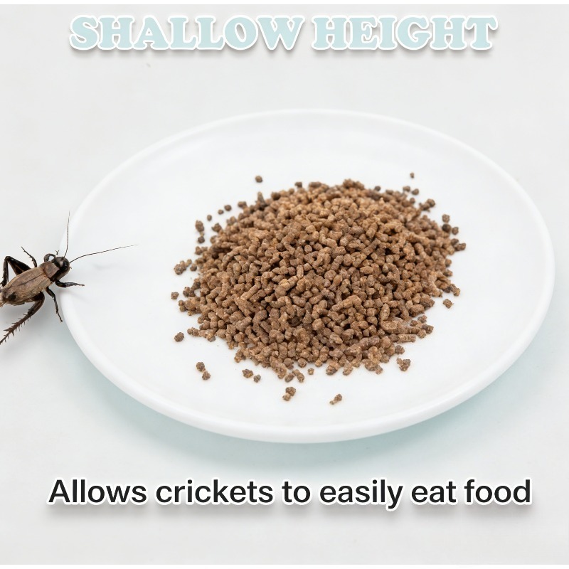 Reptile Feeding Bowl Food Dish – Water Dish Reptile recenzja i cena