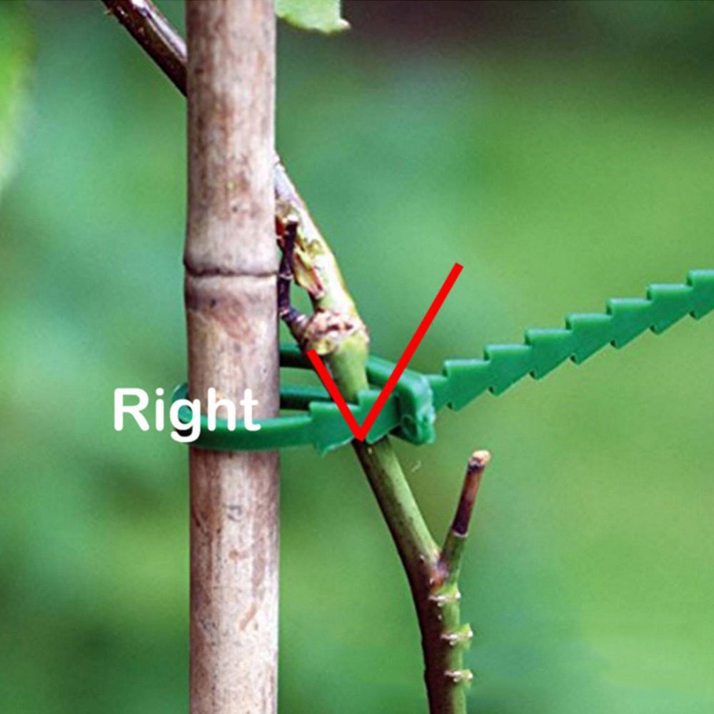 50Pcs Reusable Adjustable Plas – Vine Climbing Plastic recenzja i cena