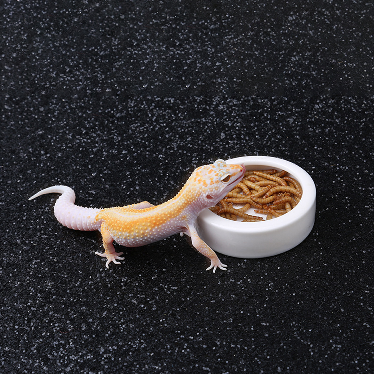 Reptile Food Bowl Feeding and  – Water Dish Reptile recenzja i cena