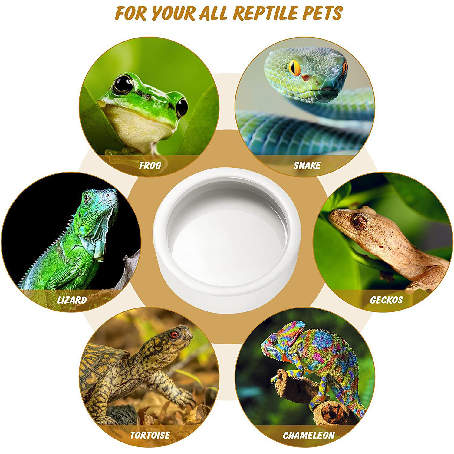 Reptile Food Bowl Feeding and  – Water Dish Reptile recenzja i cena