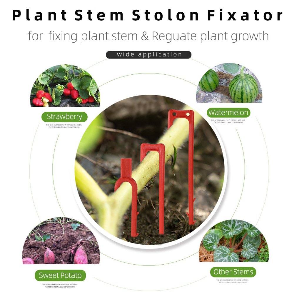 20-50PCS Strawberry Planting F – Vine Climbing Plastic recenzja i cena