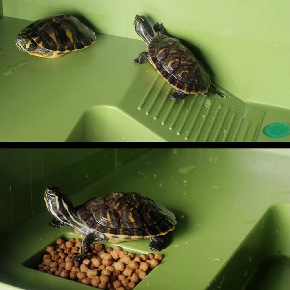 Water Land Slope Box Feeding C – Water Dish Reptile recenzja i cena
