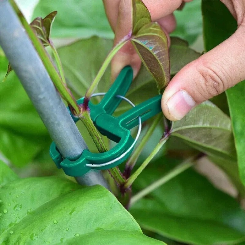 50 Reusable Plant Fixed Clips, – Vine Climbing Plastic recenzja i cena