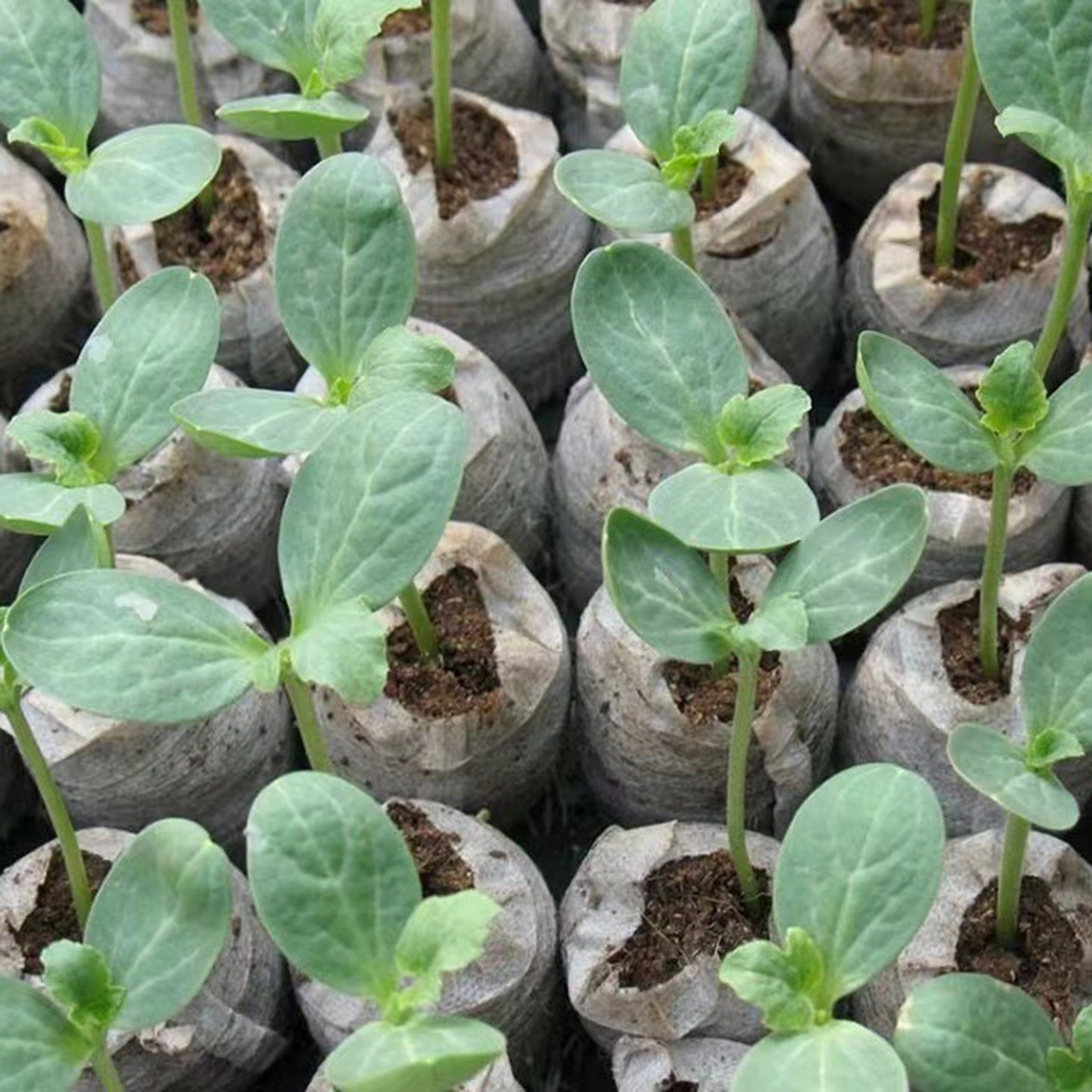 10/20/50pcs Plant Growth Bags  – Substrate Coconut Fiber recenzja i cena