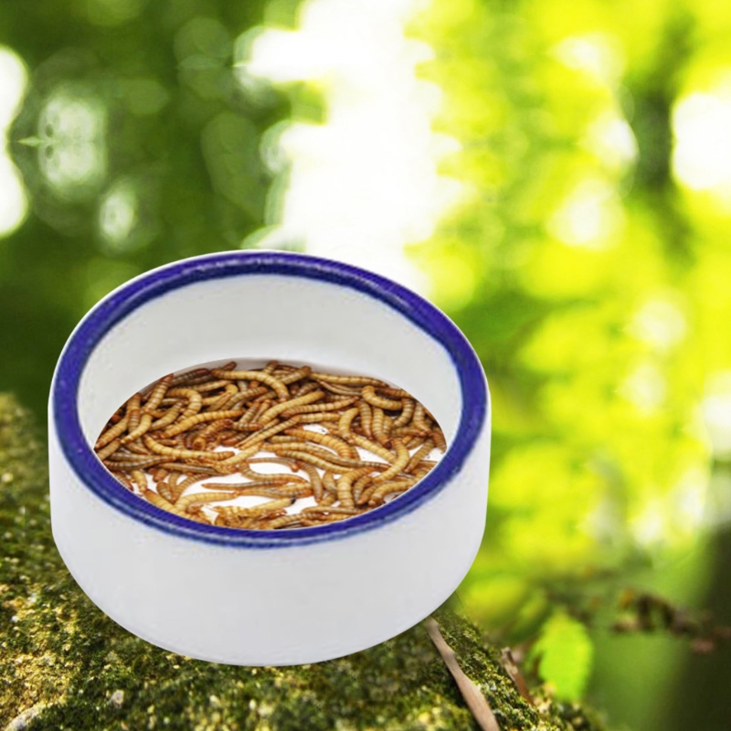 Reptile Bowl Spider Water Dish – Water Dish Reptile recenzja i cena